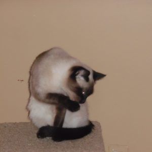 Meet your Posher, Phyllis